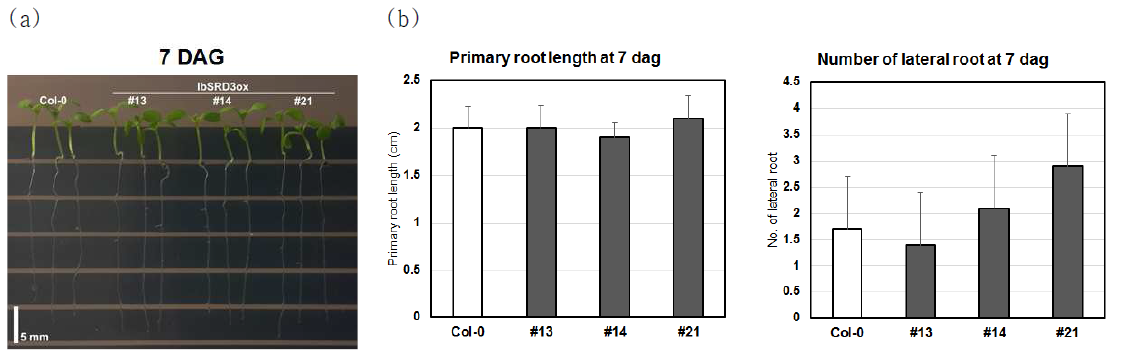 Root development in SRD3-transgenic Arabidopsis plants.