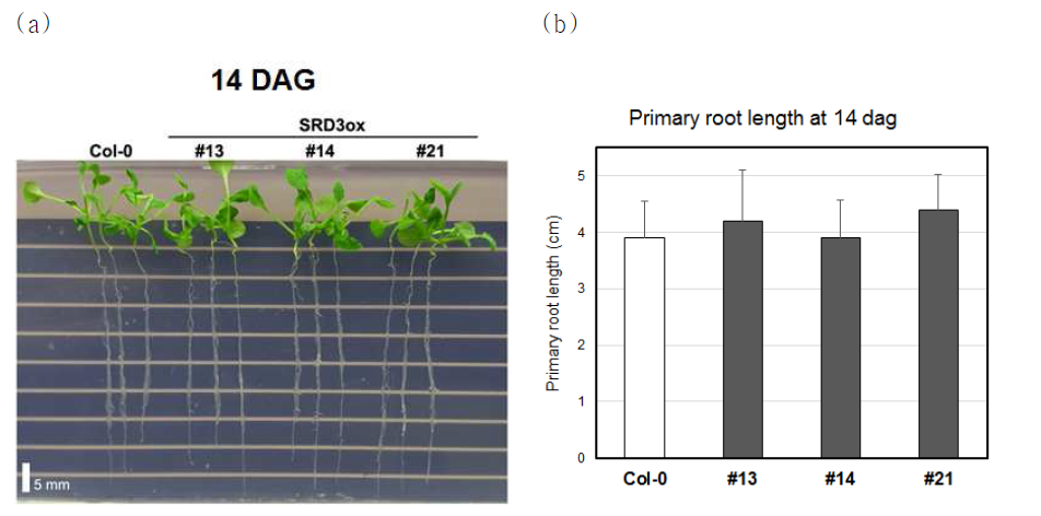 Root development in SRD3-transgenic Arabidopsis plants.