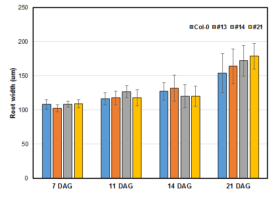 Measurement of root diameter.