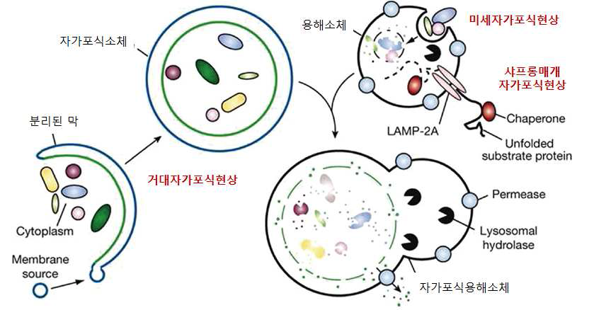 자가포식현상의 종류