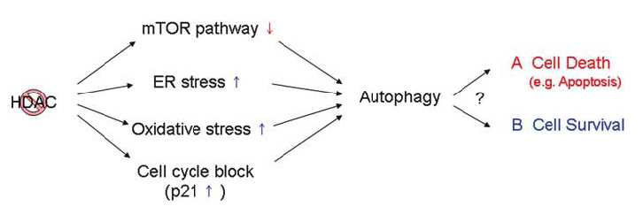 HDAC가 자가포식을 유도하는 기전 [13]