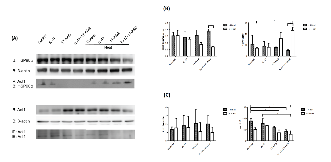 HSP90 억제제와 IL-17, IL-22와 24시간 배양 후 항 Act-1 항체로 면역침전 후 항 HSP90 항체로 면역블럿한 결과로 열처리와 HSP90 억제제를 동시에 처리하면 Act-1의 양과 여기에 결합하는 HSP90alpha의 양이 증가한 것을 관찰함.