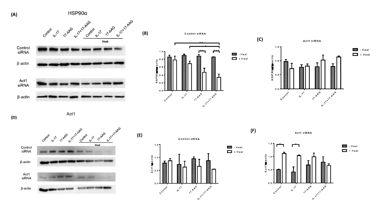 HaCaT세포주에 Act1 siRNA를 사용한 후 Act1의 발현의 감소가 열처리, IL-17, HSP90억제제의 처리에 대해 Act1과 HSP90alpha의 발현에 미치는 영향을 관찰함.