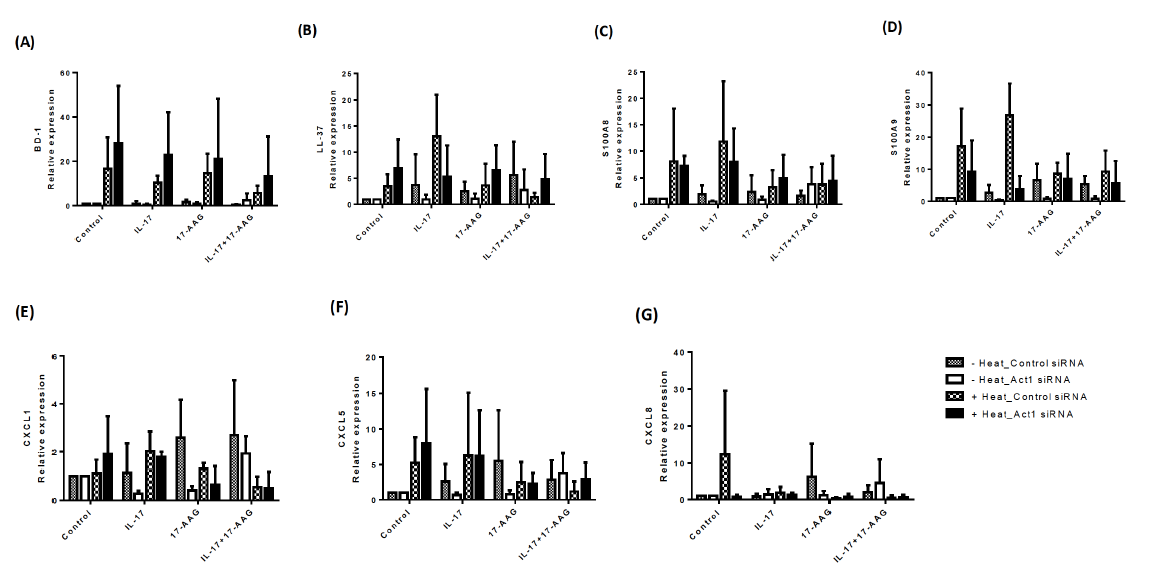 HaCaT세포주에 Act1 siRNA를 사용한 후 Act1의 발현의 감소가 열처리, IL-17, HSP90억제제의 처리에 대해 항미생물 펩티드의 발현에 미치는 영향을 비교하였다.