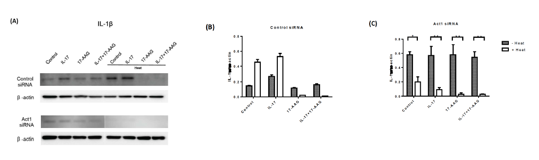 HaCaT세포주에 Act1 siRNA를 사용한 후 Act1의 발현의 감소가 열처리, IL-17, HSP90억제제에 의해 IL-1beta의 발현에 미치는 영향을 비교함.