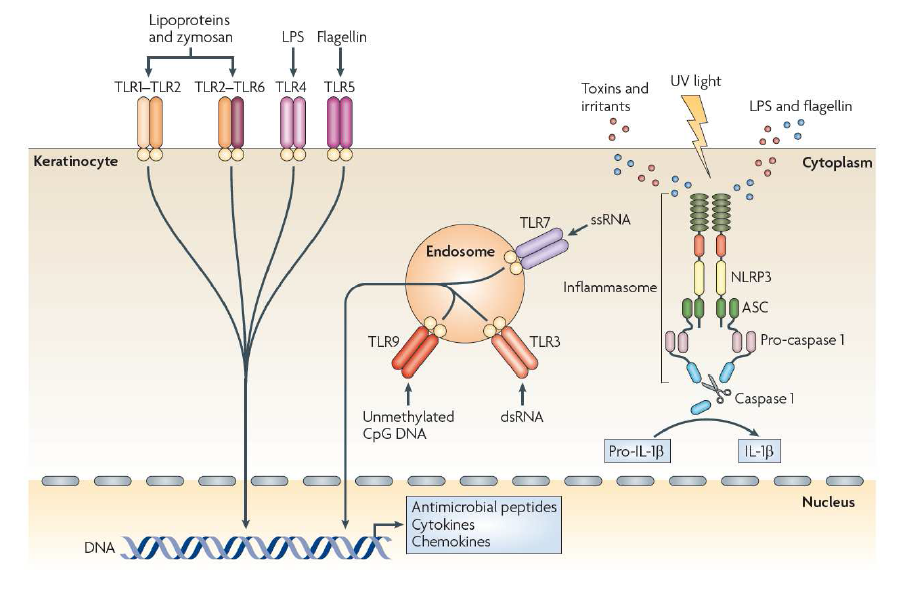 각질세포는 패턴인식수용체 등을 통해 유해 항원과 자극에 반응한다 [1]. 이 그림에서는 Toll 유사 수용체와 NOD 유사 수용체의 하나인 NALP3(NLRP3)를 통한 신호전달을 나타내고 있음.