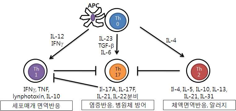 CD4 양성 T 림프구와 분비하는 사이토카인의 종류