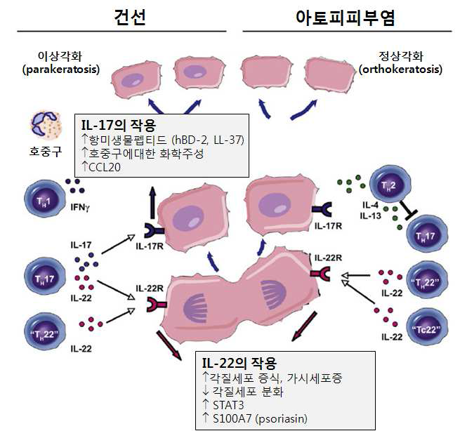 건선과 아토피피부염에서 주요한 T 림프구와 사이토카인의 상호작용을 나타낸 그림으로, Th1 세포는 IFN-􌩂를 분비하며, Th17 세포는 IL-17과 IL-22, Th22세포는 IL-22만을 분비한다.