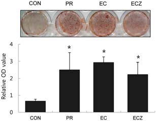 Alizarin red 염색을 통해 ZrO2를 함유하는 재료의 칼슘침착 효과를 평가한 결과.