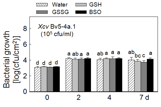 Altered non-host disease resistance of kimchi cabbage seedlings pretreated with GSH, GSSG and BSO. Bacterial growths of Xcv Bv5-4a.1 in kimchi cabbage leaves pretreated with water, GSH (1 mM), GSSG (1 mM) and BSO (1 mM) were investigated.