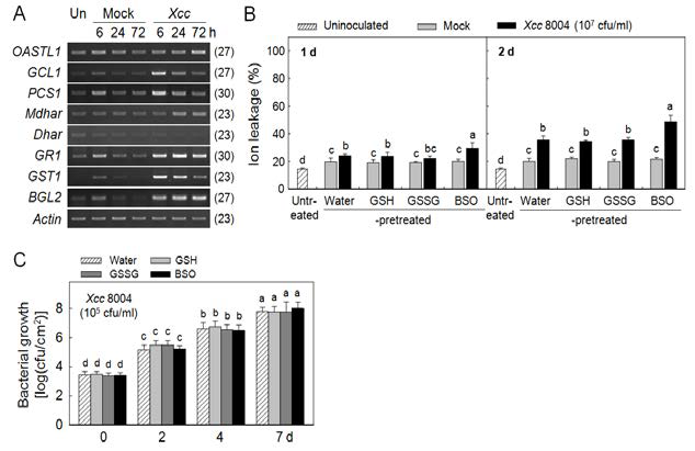 (A) Expression of glutathione metabolism-related genes (OASTL1, GCL1, PCS1 and GST1) in kimchi cabbage leaves during basal disease resistance against different pathovars of Xanthomonas campestris. (B) Regulation of plant cell death during host and non-host disease resistance of kimchi cabbage leaves pretreated with water, GSH (1 mM), GSSG (1 mM) and BSO (1 mM). (C) Bacterial growths of Xcc 8004 in kimchi cabbage leaves pretreated with water, GSH (1 mM), GSSG (1 mM) and BSO (1 mM).