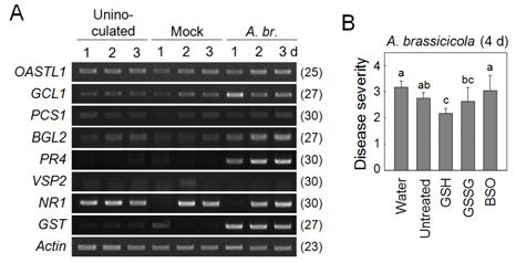 (A) Expression of glutathione metabolism-related genes (OASTL1, GCL1, PCS1 and GST1) in kimchi cabbage leaves during basal disease resistance against necrotrophic fungus Alternaria brassicicola. (B) Regulation of black spot disease resistance of kimchi cabbage leaves pretreated with water, GSH (1 mM), GSSG (1 mM) and BSO (1 mM).