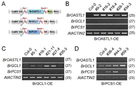 (A) Generation of transgenic Arabidopsis plants overexpressing BrOASTL1, BrGCL1 and BrPCS1 genes. (B-D) Transgene expression in putative transgenic Arabidopsis lines (T1) overexpressing BrOASTL1, BrGCL1 and PCS1 genes.