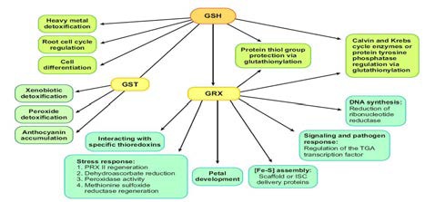Reduced glutathione (GSH)-, glutathione-S-transferase (GST)-, and glutaredoxin (GRX)-linked processes. Abbreviations: ISC, iron sulfur cluster; PRX, peroxiredoxin
