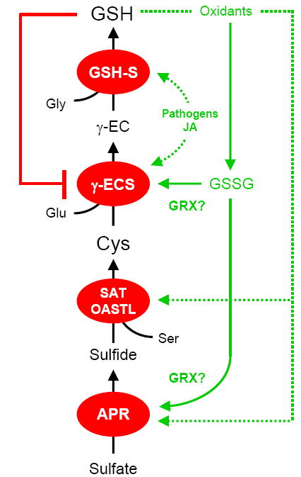 Pathway of glutathione biosynthesis and principal methods of regulation.