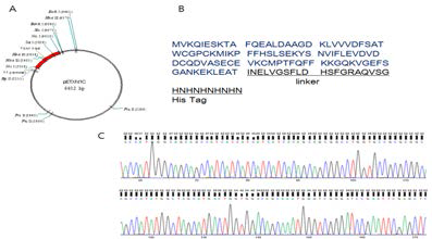 재조합 ,pETrx1C의 구조