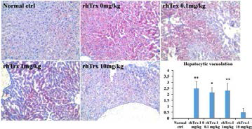 The livers from rhTrx-1 (10 mg/kg) pretreatment markedly lower mean scores of hepatocytic vacuolation following EtOH administration
