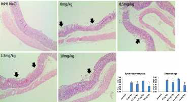 The histopathology of the representative stomach of each group in the EtOH-induced gastric injury model