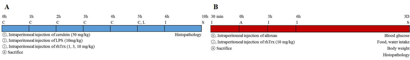 Experimental designs for cerulein (A) or alloxan (B)-induced pancreatic injury model