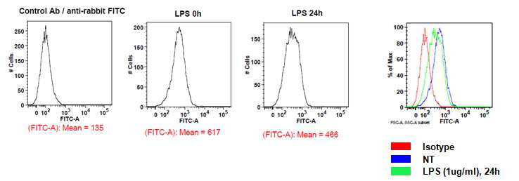 내독소 처리에 따른 세포 표면의 P2X7 수용체 발현