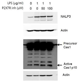 P2X7 수용체의 억제제의 내독소 처리에 따른 NALP3와 active Caspase-1 발현 조절