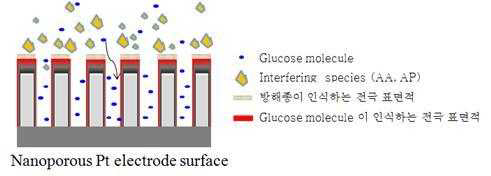Pt 전극 표면에서의 전기화학 반응 메커니즘 개념도