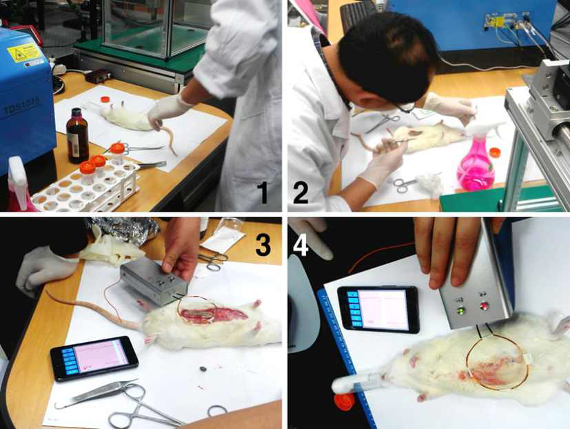 (1) 마취중인 실험용 쥐 (2) 실험용 쥐의 배를 개복 (3), (4) 배위에 심전도센서를 위치하여 심전도측정