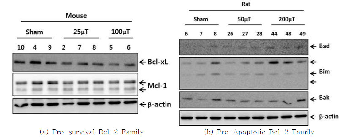 전자파 노출 생쥐 및 쥐에서 bcl-2 family 단백질의 변화