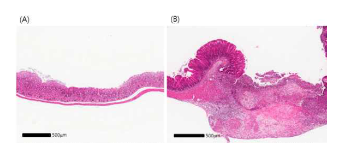 마우스 대조군 (A), 10 mg/kg (B) indomethacin 투여군에서의 소장조직