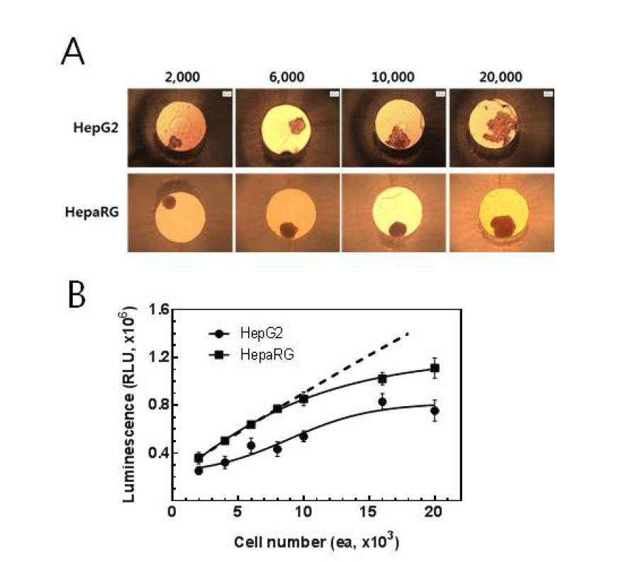 세포수에 따른 HepG2와 HepaRG의 spheroid 형성