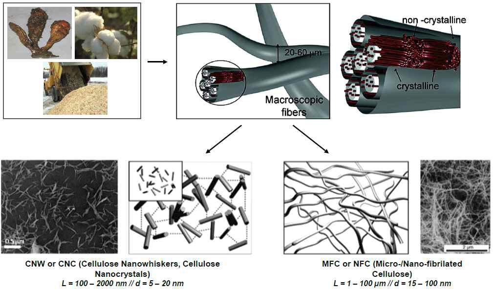 셀룰로오스 마이크로피브릴의 구조 및 나노셀룰로오스.