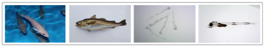 (왼쪽부터) 명태 친어, 성숙한 명태(40cm), 부화 자어(0.5)cm, 명태 새끼고기(1.8cm)