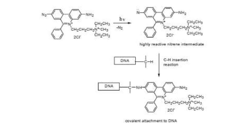 공유결합한 PMA와 DNA