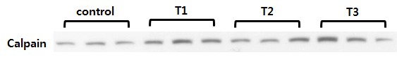 Calpain에 대한 immunoassay 결과