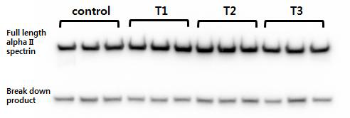 Alpha II spectrin에 대한 immunoassay 결과