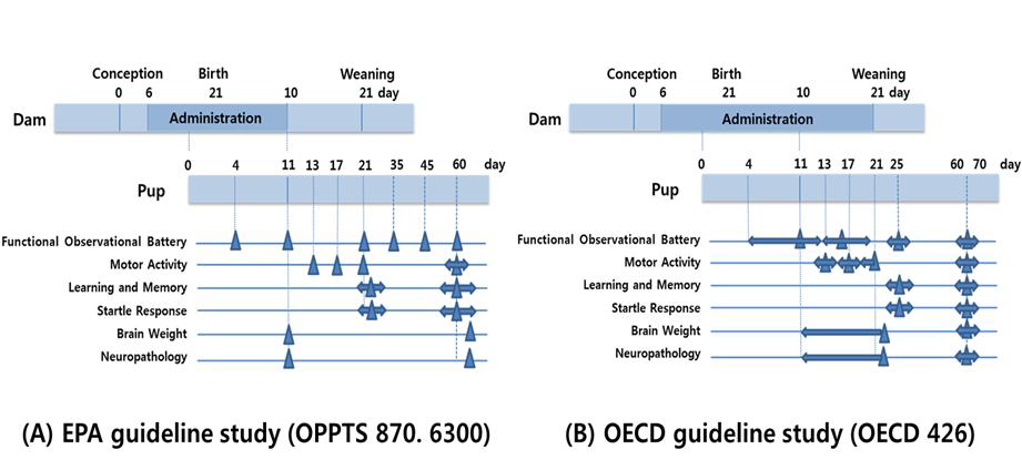 EPA와 OECD의 발생신경독성 시험 가이드라인 비교 (모식도)