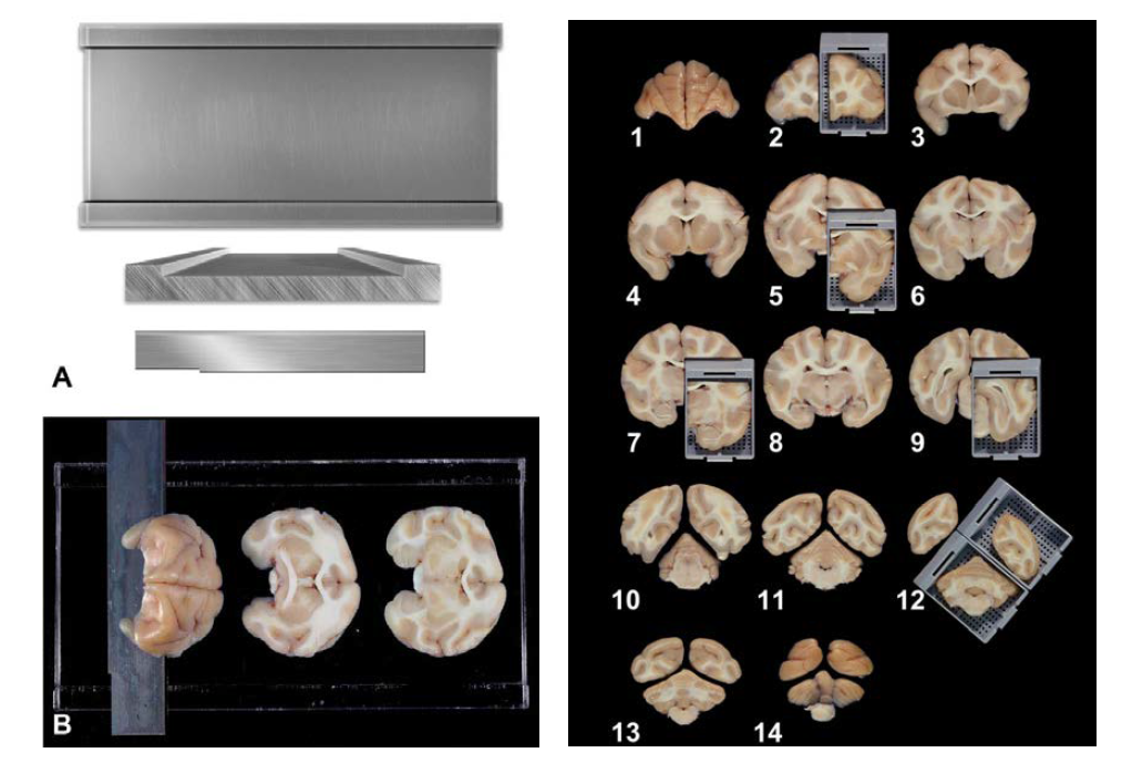 고정된 뇌는 삭정가이드(A)에 밀착시켜 일정한 간격을 두고 4 mm 두께로 14개의 횡단면으로 절편.