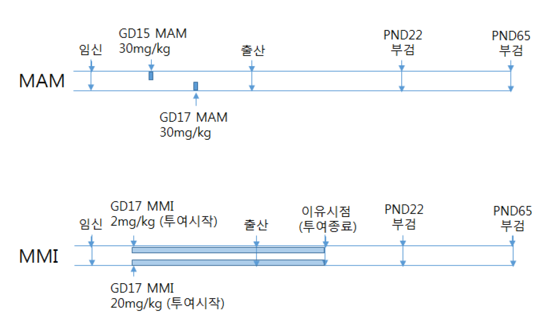 발생신경독성시험 투여 및 부검일정