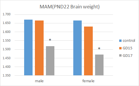 MAM 투여군 PND 22일째의 뇌중량