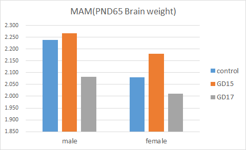 MAM 투여군 PND 65일째의 뇌중량