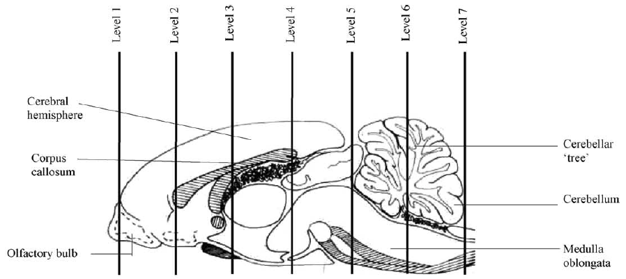 랫드 뇌의 linear morphometry 측정을 위해 필요한 조직제작 부위 모식도