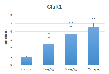 GluR1 의 발현양상