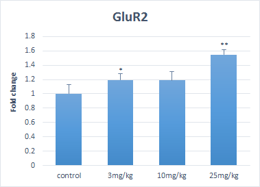 GluR2의 발현양상