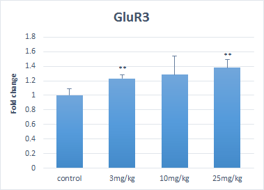 GluR4의 발현양상