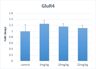 GluR4의 발현양상