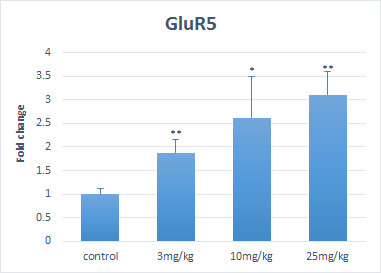 GluR5의 발현양상