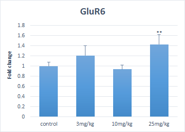 GluR6의 발현양상