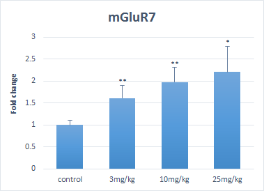 mGluR7 의 발현양상