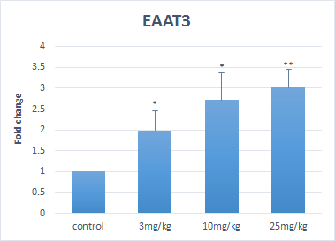 EAAT3의 발현양상