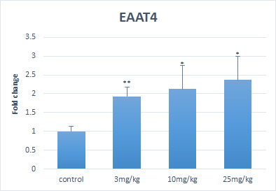 EAAT4의 발현양상